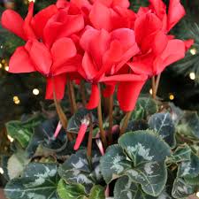 پنجه مریم قرمز(سیکلامن قرمز) - Red Cyclamen