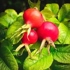 گل سرخ - Rose Hip
