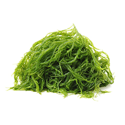 جلبک دریایی - Seaweed