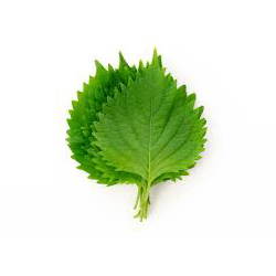 شیسو (نعنا ژاپنی) - Shiso