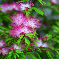 شکوفه درخت ابریشم - Silk Tree blossom