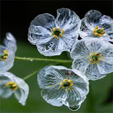 Skeleton Flower - گل اسکلتی
