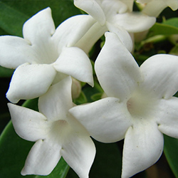 گل استفانوتیس - Stephanotis