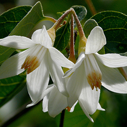 بوته وحشی جاوی - Styrax