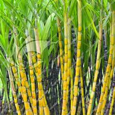 Sugar Cane - نیشکر