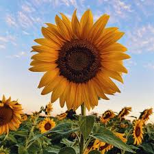 گل آفتاب گردان -Sunflower