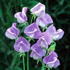 گل نخودی - Sweet Pea