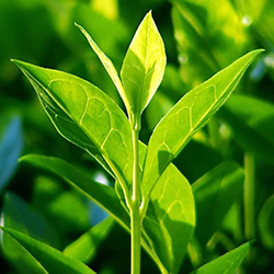 Tea - چای