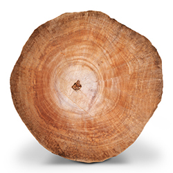 چوب سدر -Cedarwood