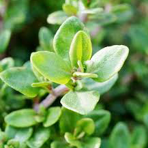 آویشن - Thyme