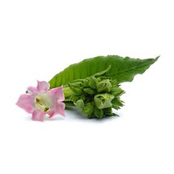 شکوفه تنباکو -Tobacco Blossom