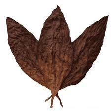 برگ تنباکو - Tobacco Leaf