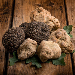 قارچ ترافل - Truffle
