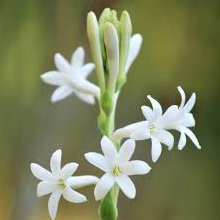 گل مریم - Tuberose