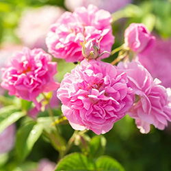 رز ترکی - Turkish Rose