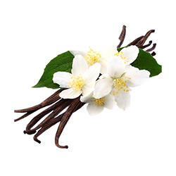 وانیل - vanilla