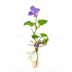 ریشه بنفشه - Violet Root