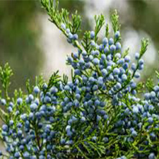 سدر ویرجینیا - Virginia Cedar