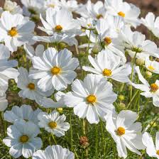 گل های سفید - White Flowers