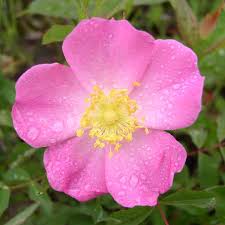 Wild Rose - رز وحشی