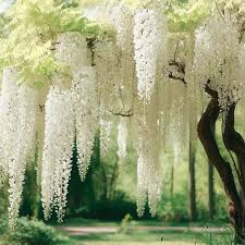 گل ویستریا - Wisteria