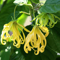 گل یلانگ - Ylang Ylang