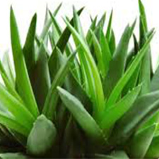 آلوئه‌ورا - Aloevera