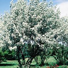 شکوفه سنجد - Oleaster Bloom