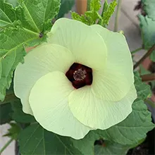 گل بامیه